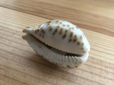 Cypraea Niger Fultoni Rare Cowrie Zoila Rostrate Collection Coquillage