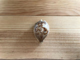 Cypraea Niger Fultoni Rare Cowrie Zoila Rostrate Collection Coquillage