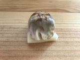 Cypraea Niger Fultoni Rare Cowrie Zoila Rostrate Collection Coquillage