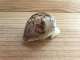 Cypraea Niger Fultoni Rare Cowrie Zoila Rostrate Collection Coquillage