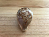 Cypraea Niger Fultoni Rare Cowrie Zoila Rostrate Collection Coquillage