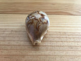 Cypraea Niger Fultoni Rare Cowrie Zoila Rostrate Collection Coquillage