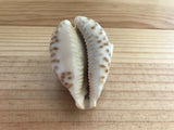 Cypraea Niger Fultoni Rare Cowrie Zoila Rostrate Collection Coquillage