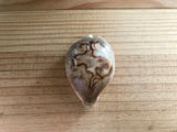 Cypraea Niger Fultoni Rare Cowrie Zoila Rostrate Collection Coquillage