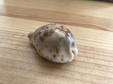 Cypraea Niger Fultoni Rare Cowrie Zoila Rostrate Collection Coquillage