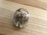 Cypraea Niger Fultoni Rare Cowrie Zoila Rostrate Collection Coquillage