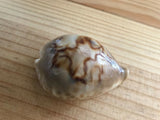 Cypraea Niger Fultoni Rare Cowrie Zoila Rostrate Collection Coquillage
