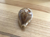 Cypraea Niger Fultoni Rare Cowrie Zoila Rostrate Collection Coquillage